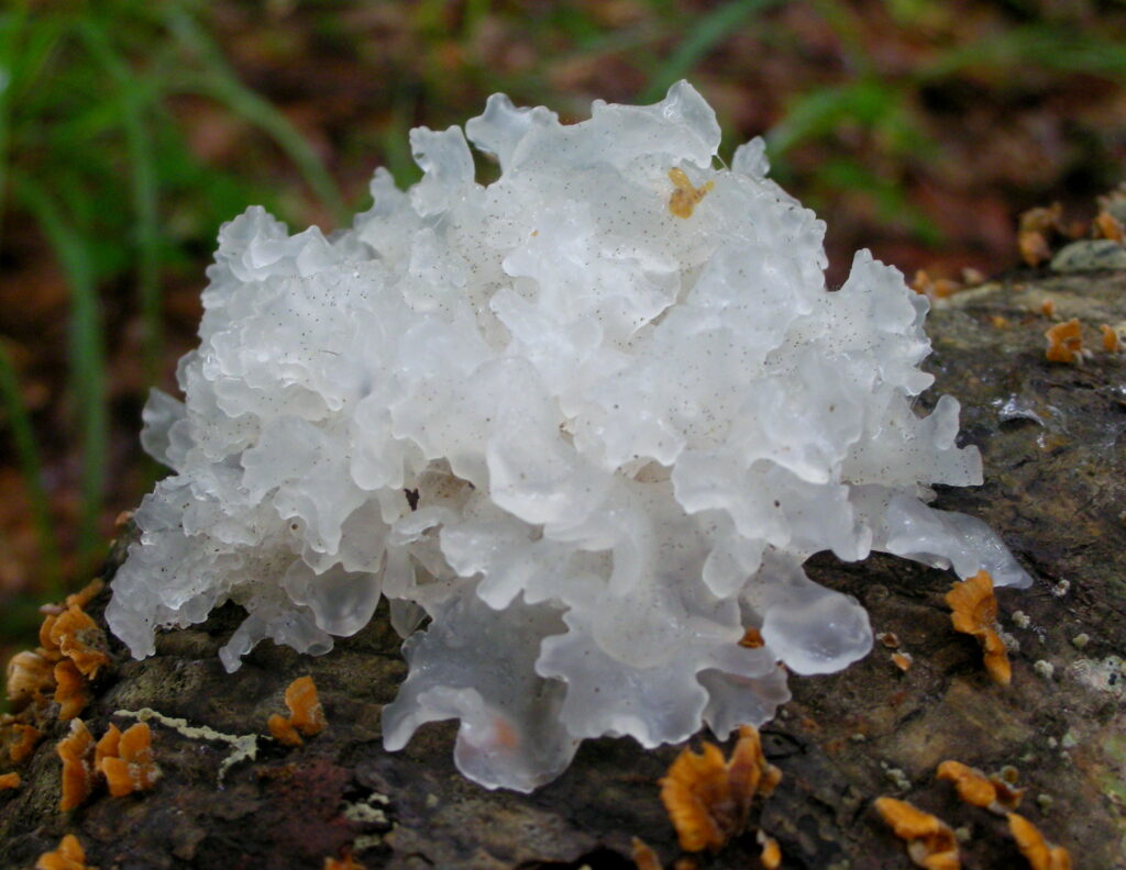 snow mushroom