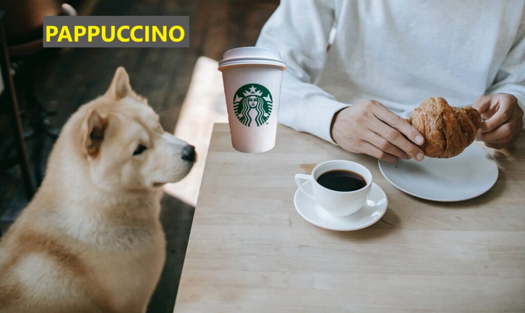 Dog looking at Pappuccino